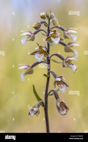 Attēlu rezultāti vaicājumam “Epipactis palustris bud”