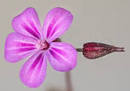 Attēlu rezultāti vaicājumam “Geranium robertianum flower”
