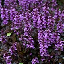 Image result for Ajuga reptans