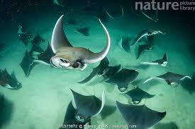 Image result for Mobula munkiana