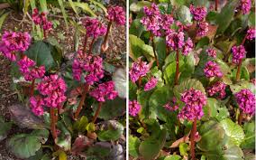 Image result for Bergenie