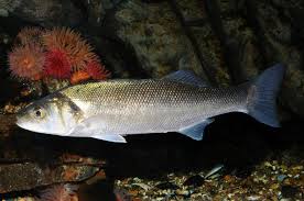 Image result for Dicentrarchus labrax