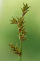 Attēlu rezultāti vaicājumam “Carex elongata”