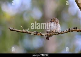 Attēlu rezultāti vaicājumam “Glaucidium passerinum adult”