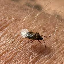 Attēlu rezultāti vaicājumam “Kleidocerys resedae imago”