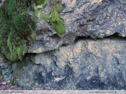 Attēlu rezultāti vaicājumam “Cystocoleus ebeneus”