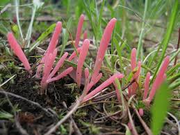 Attēlu rezultāti vaicājumam “Clavaria sphagnicola”