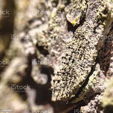 Attēlu rezultāti vaicājumam “Chaenotheca ferruginea”