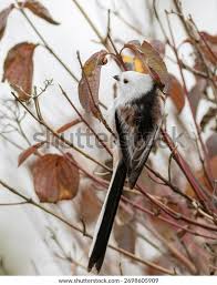 Attēlu rezultāti vaicājumam “Aegithalos caudatus”