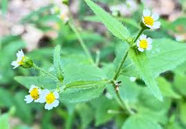 Attēlu rezultāti vaicājumam “Galinsoga quadriradiata leaf”