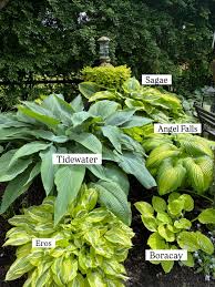 Image result for Hosta Warpaint