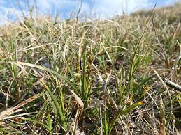 Attēlu rezultāti vaicājumam “Carex arenaria”