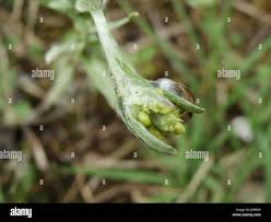 Attēlu rezultāti vaicājumam “Helichrysum arenarium bud”