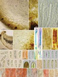 Attēlu rezultāti vaicājumam “Hymenoscyphus sp.”