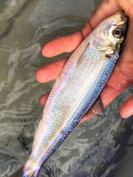 Image result for Alosa aestivalis