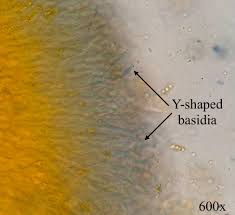 Attēlu rezultāti vaicājumam “Dacrymyces chrysospermus spores”