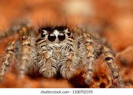 Attēlu rezultāti vaicājumam “Xanthogramma sp.”