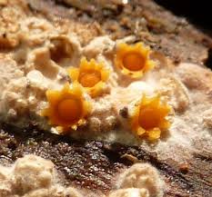 Attēlu rezultāti vaicājumam “Sphaerobolus stellatus”