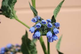 Attēlu rezultāti vaicājumam “Symphytum asperum”