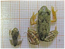 Attēlu rezultāti vaicājumam “Rana temporaria adult”