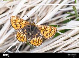 Attēlu rezultāti vaicājumam “Hamearis lucina”