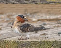 Image result for Petrochelidon pyrrhonota