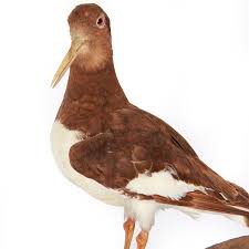 Attēlu rezultāti vaicājumam “Haematopus ostralegus adult”