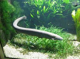 Image result for электрический