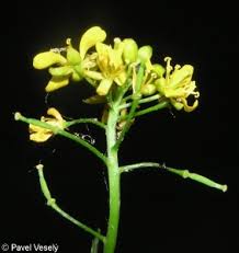 Attēlu rezultāti vaicājumam “Rorippa sylvestris leaf”