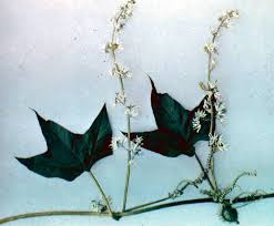 Attēlu rezultāti vaicājumam “Echinocystis lobata flower”