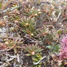 Attēlu rezultāti vaicājumam “Ledum palustre leaf”