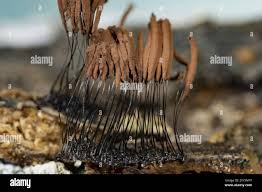 Attēlu rezultāti vaicājumam “Hemitrichia leiotricha stalked”