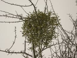 Attēlu rezultāti vaicājumam “Viscum album”