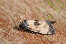 Attēlu rezultāti vaicājumam “Cochylis dubitana”