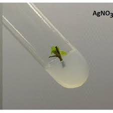 Attēlu rezultāti vaicājumam “Salix myrtilloides”