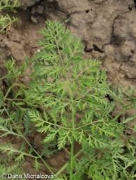 Attēlu rezultāti vaicājumam “Daucus sativus”