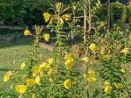Image result for Oenothera biennis