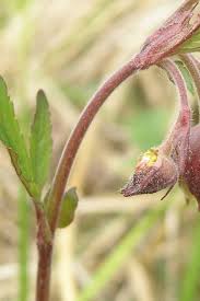Attēlu rezultāti vaicājumam “Geum rivale flower”