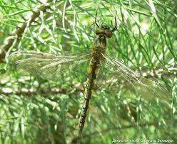 Attēlu rezultāti vaicājumam “Somatochlora flavomaculata”