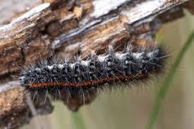 Attēlu rezultāti vaicājumam “Spiris striata”