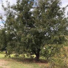 Attēlu rezultāti vaicājumam “Quercus robur fo. pectinata”