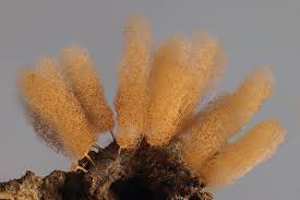 Attēlu rezultāti vaicājumam “Arcyria minuta”