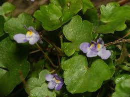 Attēlu rezultāti vaicājumam “Cymbalaria muralis”