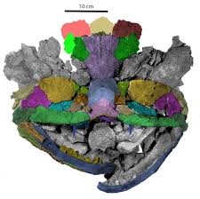 Attēlu rezultāti vaicājumam “Laccognathus panderi”