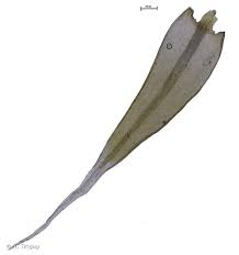 Attēlu rezultāti vaicājumam “Racomitrium heterostichum”