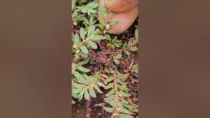 Attēlu rezultāti vaicājumam “Polygonum arenastrum”