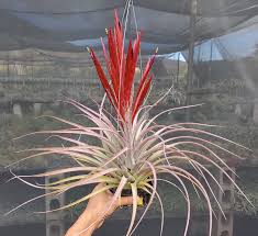 Image result for tillandsia umbellata