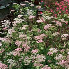 Image result for Pimpinella major