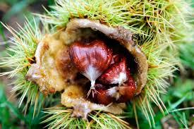 Attēlu rezultāti vaicājumam “Castanea sativa  fruit”