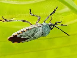 Attēlu rezultāti vaicājumam “Palomena prasina imago”